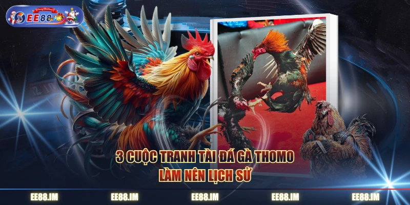 3 cuộc tranh tài đá gà Thomo làm nên lịch sử