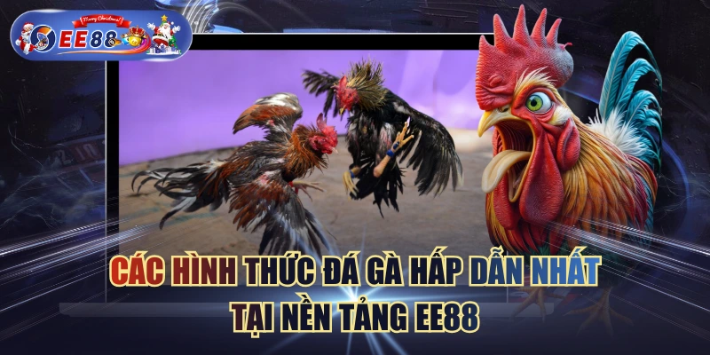 Các Hình Thức Đá Gà Hấp Dẫn Nhất Tại Nền Tảng EE88