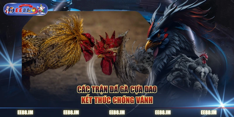 Các trận đá gà cựa dao kết thúc chóng vánh