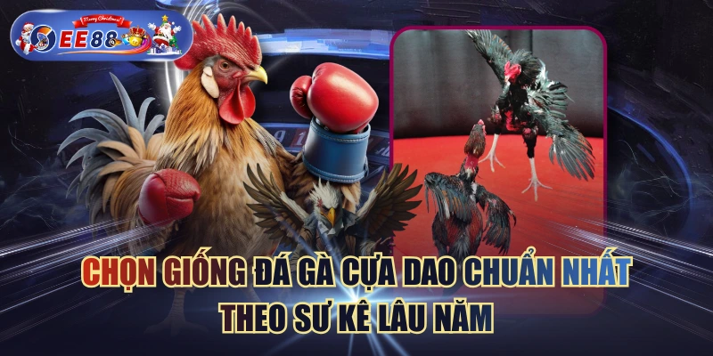 Chọn Giống Đá Gà Cựa Dao Chuẩn Nhất Theo Sư Kê Lâu Năm