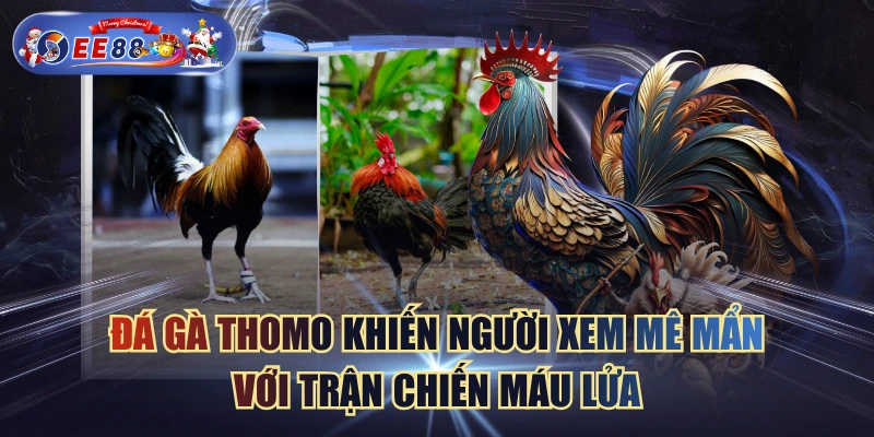 Đá Gà Thomo Khiến Người Xem Mê Mẩn Với Trận Chiến Máu Lửa