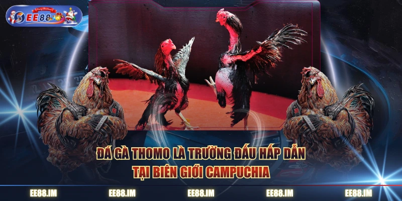 Đá gà Thomo là trường đấu hấp dẫn tại biên giới Campuchia