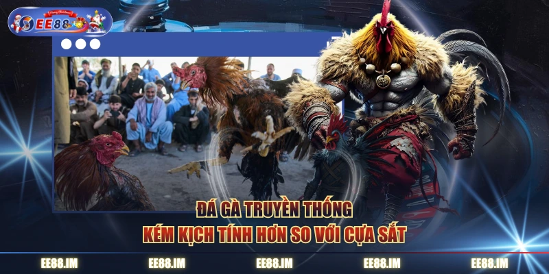 Đá gà truyền thống kém kịch tính hơn so với cựa sắt