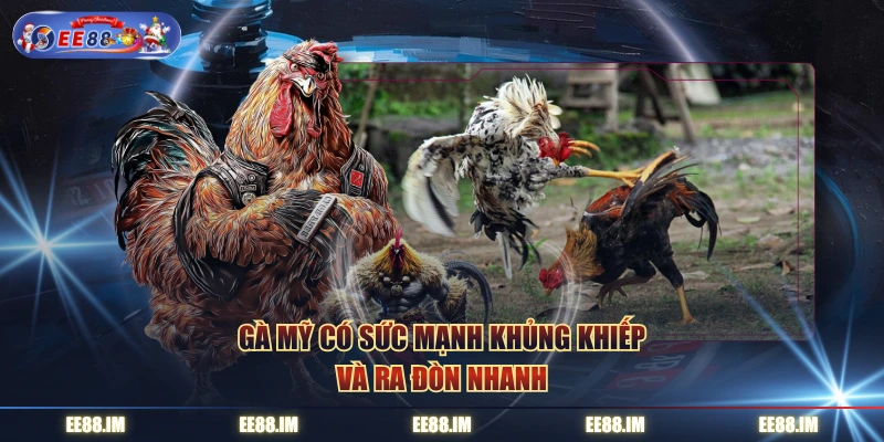 Gà Mỹ có sức mạnh khủng khiếp và ra đòn nhanh