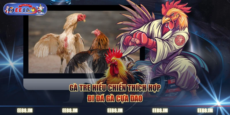 Gà tre hiếu chiến thích hợp đi đá gà cựa dao