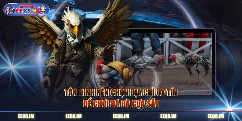 Tân binh nên chọn địa chỉ uy tín để chơi đá gà cựa sắt