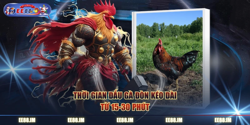 Thời gian đấu gà đòn kéo dài từ 15-30 phút