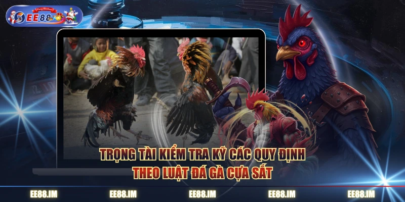 Trọng tài kiểm tra kỹ các quy định theo luật đá gà cựa sắt