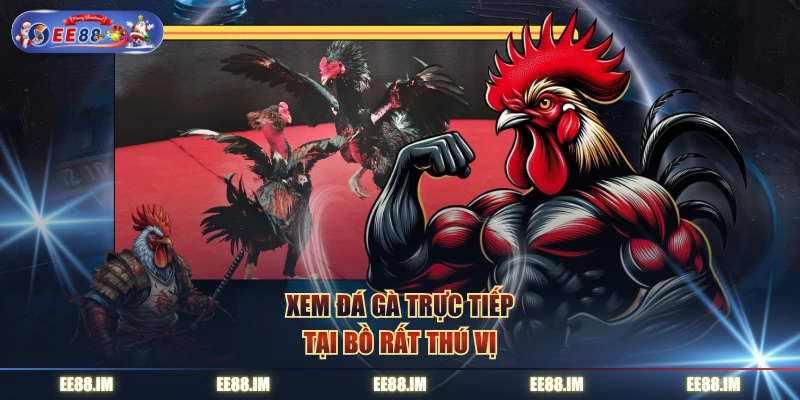 Xem đá gà trực tiếp tại bồ rất thú vị